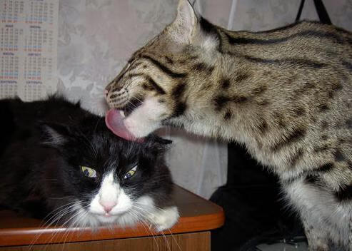 《《绝地求生》冠军联赛,百万奖金等你瓜分》,绝地求生pai冠军