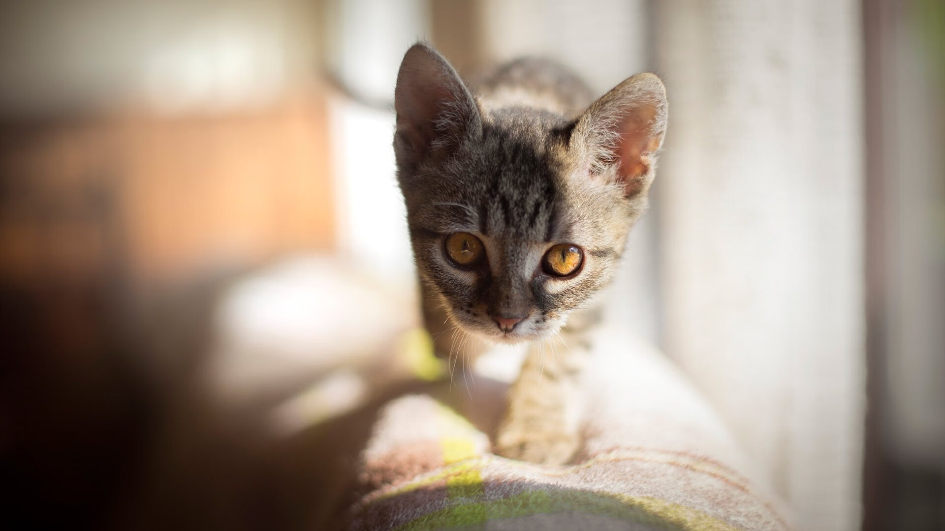 中国足球裁判员培训体系标准化，实现公平竞赛，中国足球裁判员培训体系标准化,实现公平竞赛