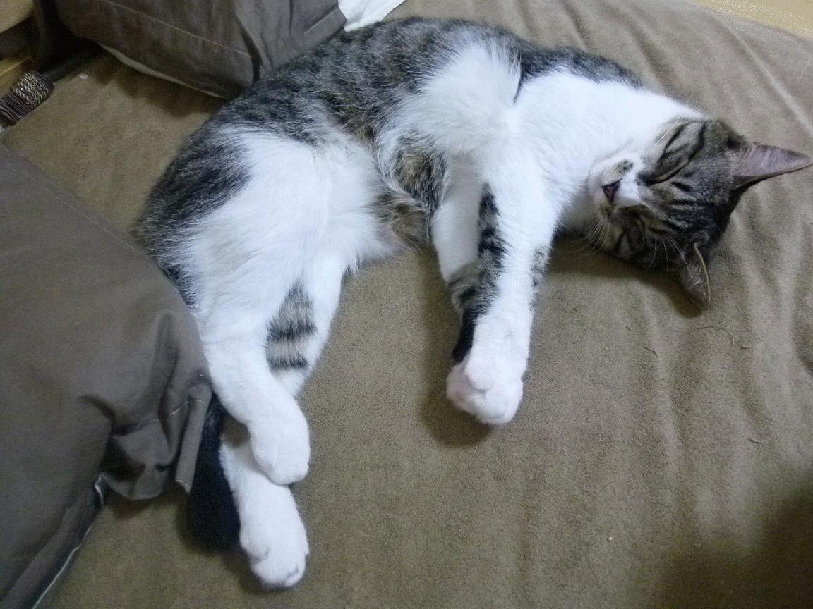 kaiyun体育综合-传奇教练背后的“决胜战术”秘密，传奇主教练