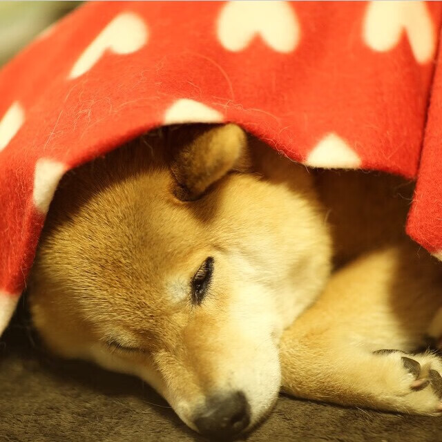 室内跳绳大赛,青春活力无限释放,室内跳绳能长高吗