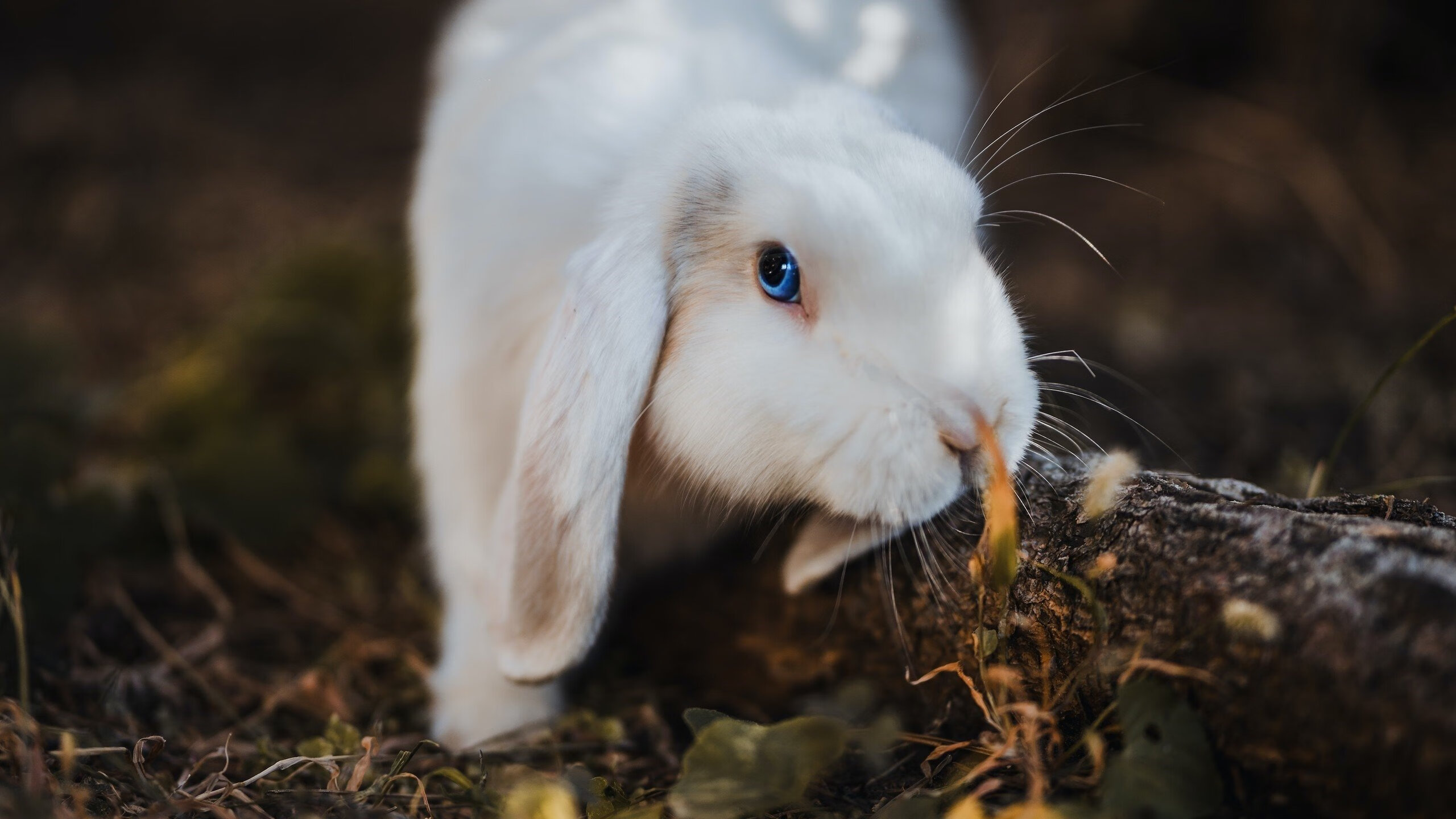 KAIYUN 中国大陆-巨头布局：科技、内容、硬件全方位拥抱电竞新时代，电竞企业龙头