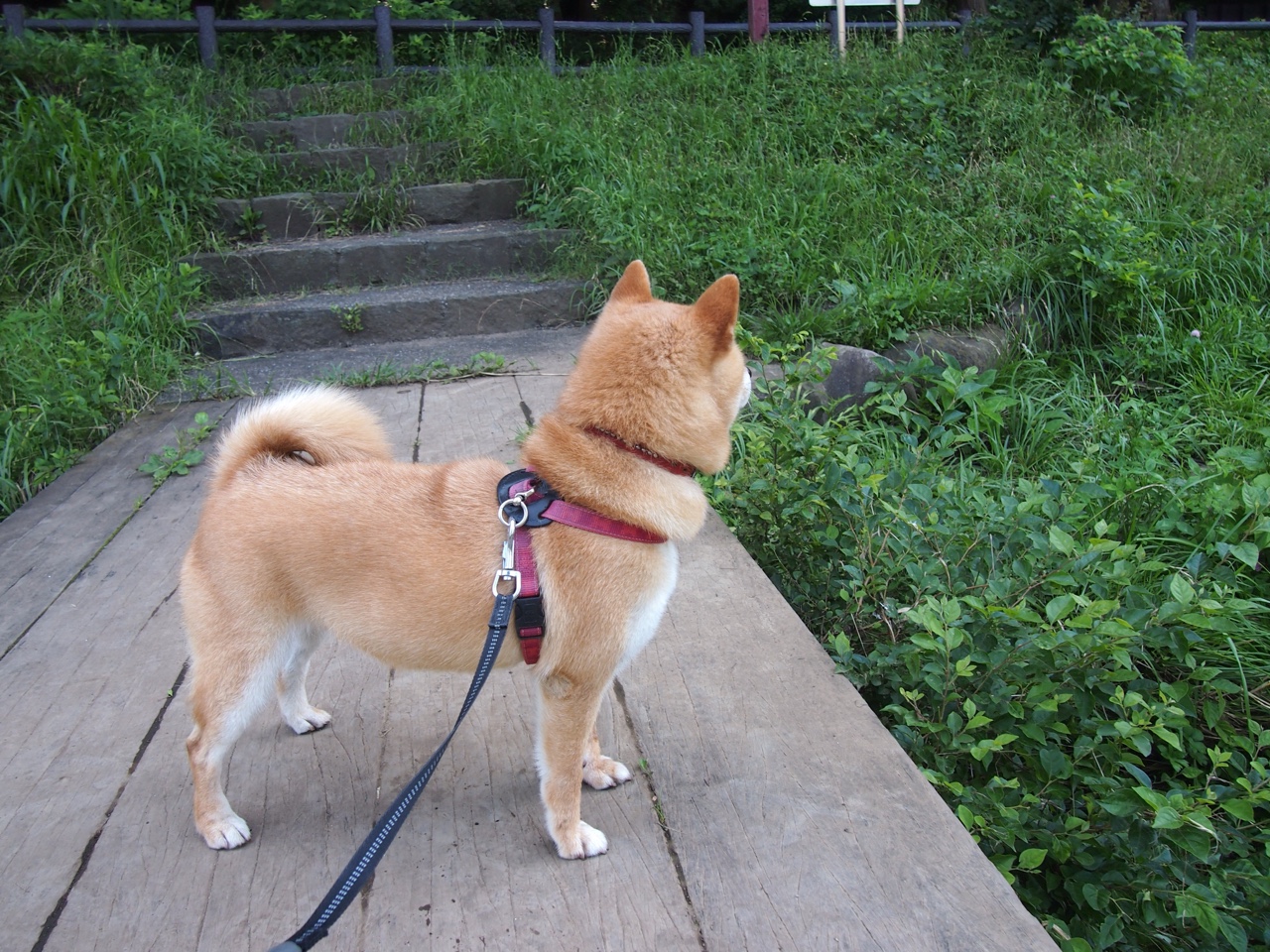 曼联2-1利物浦，C.朗格拉姆梅开二度，曼联2-4利物浦