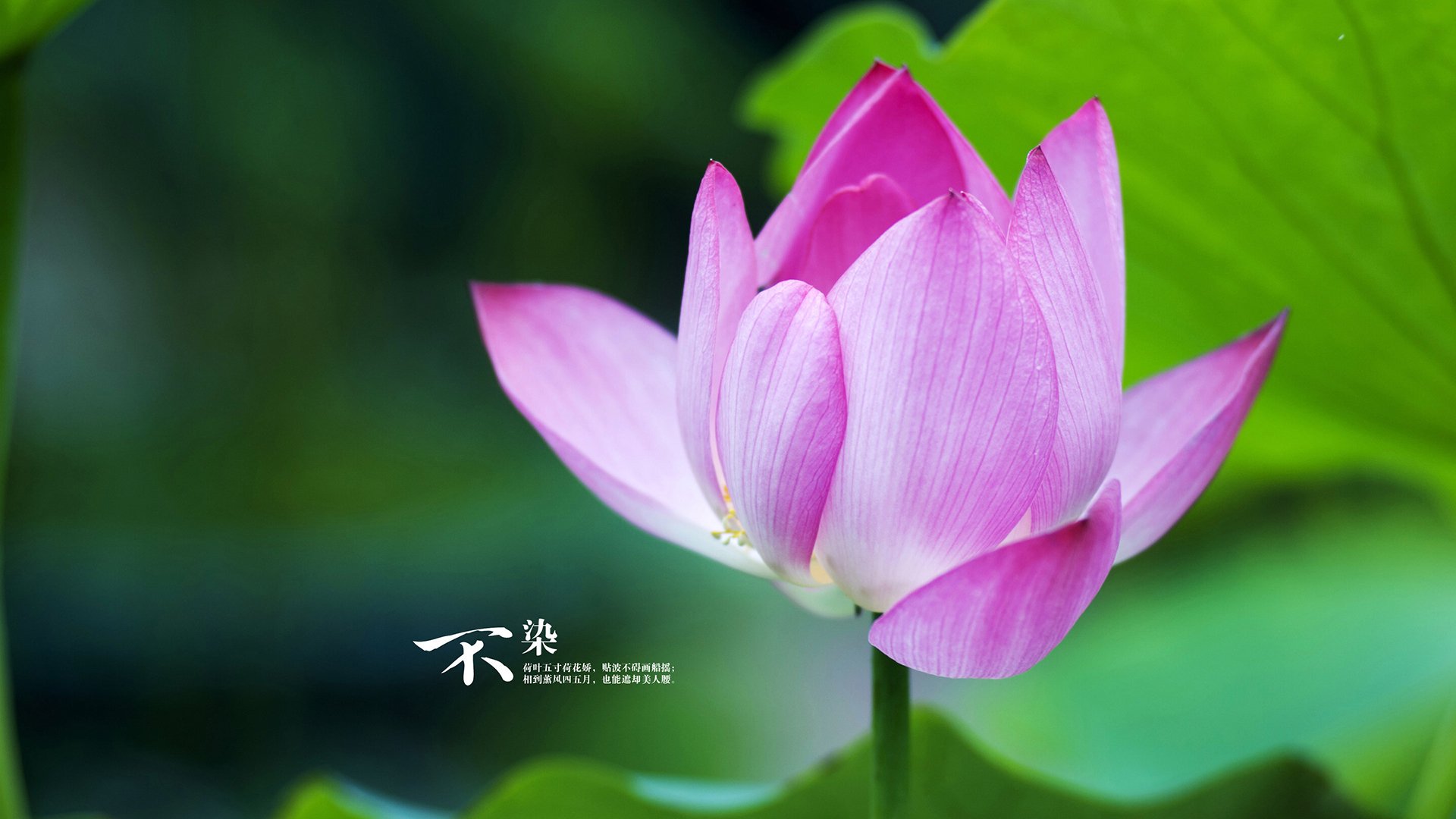 特色乡村环湖骑行,绿色旅游与运动的完美结合,环湖骑行文案