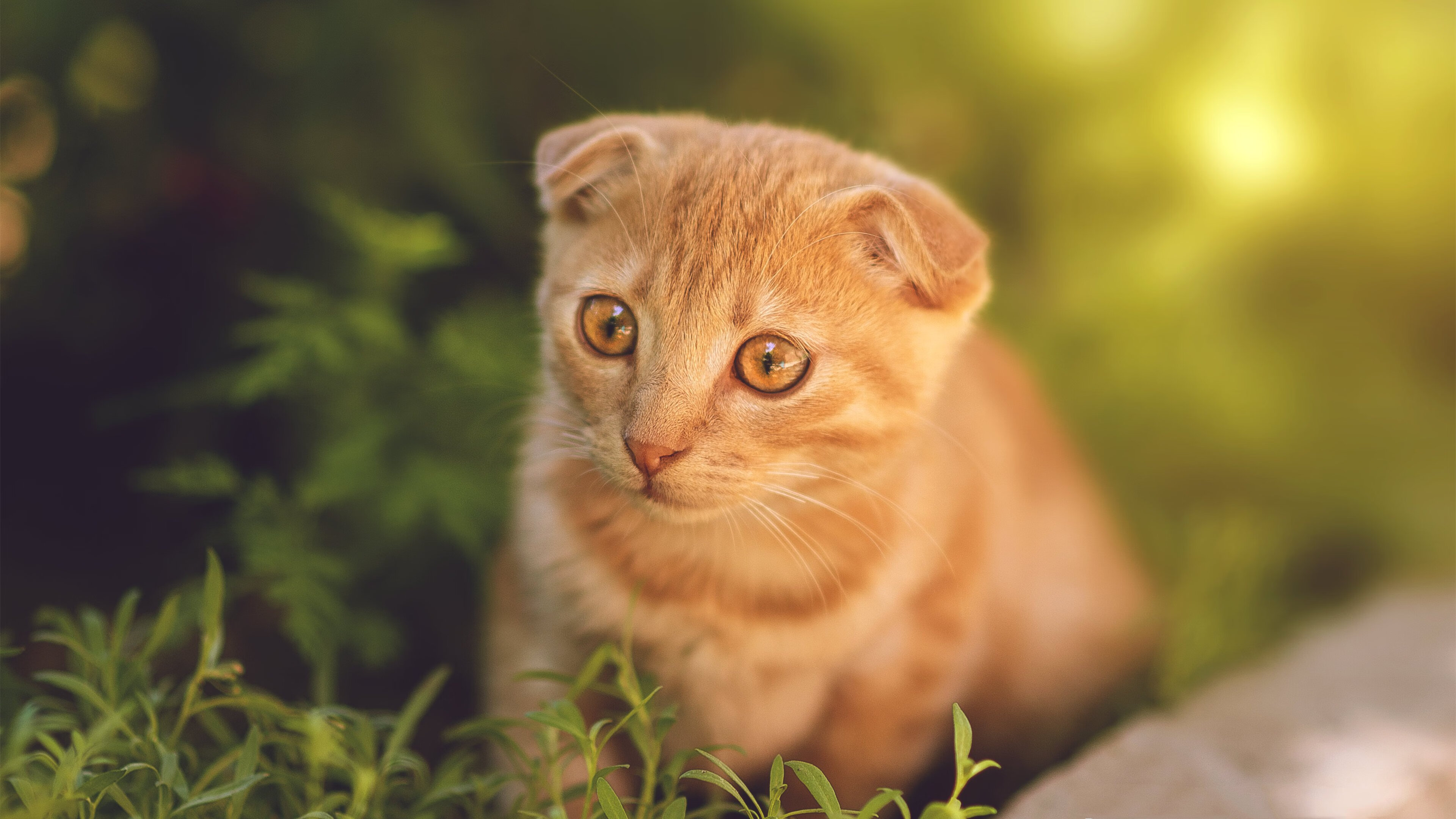 电竞裁判培训班启动，推动行业标准化发展，电竞裁判的职责