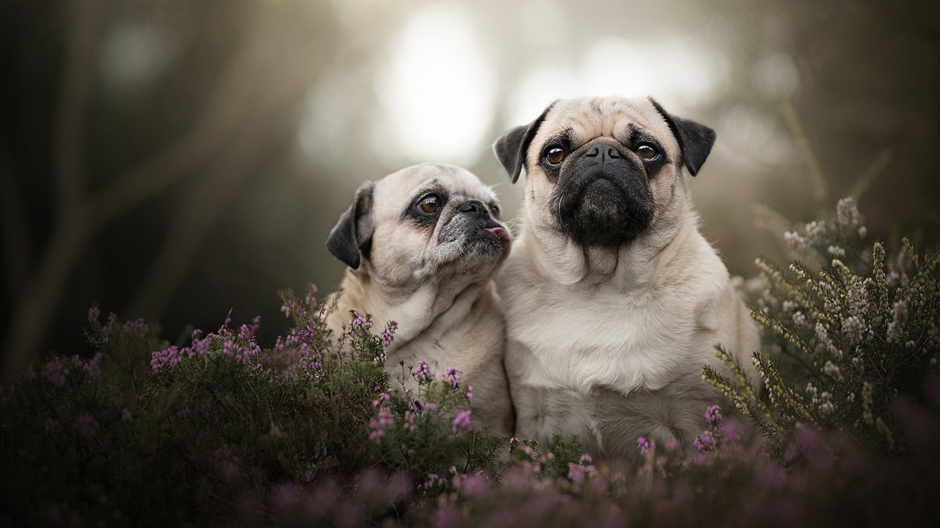 粉丝猜测:谁能摘得本季冠冕?,粉丝猜测_谁能摘得本季冠冕呢
