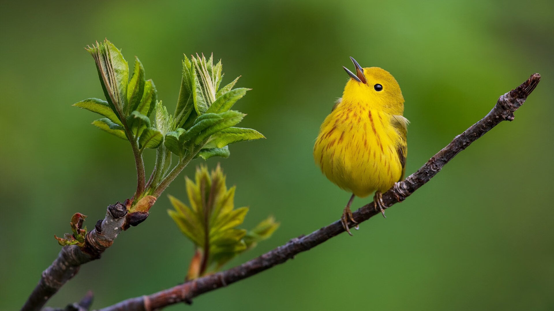 英超前十名盘点:争冠、欧战、保级局势一览无遗,英超前几名