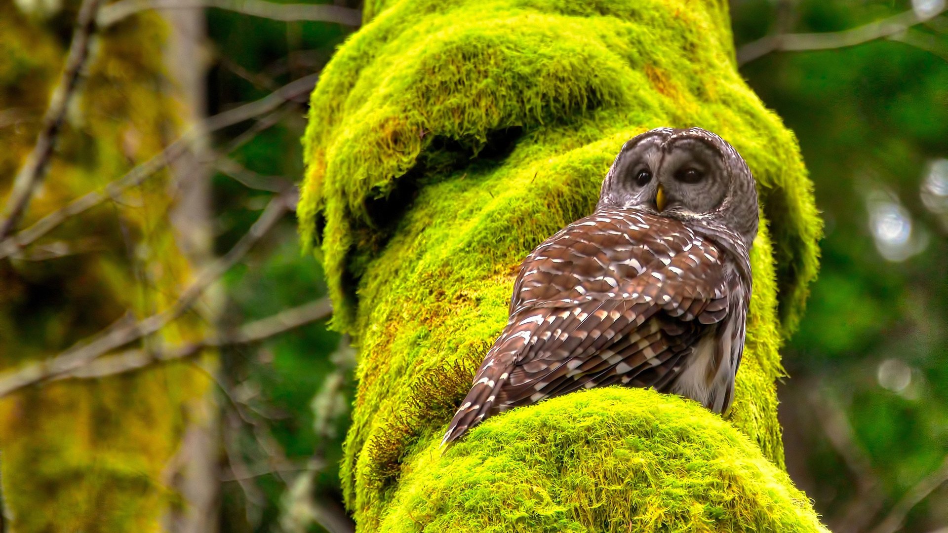 转会频繁:影响联赛竞争格局的最大交易,转会汇总