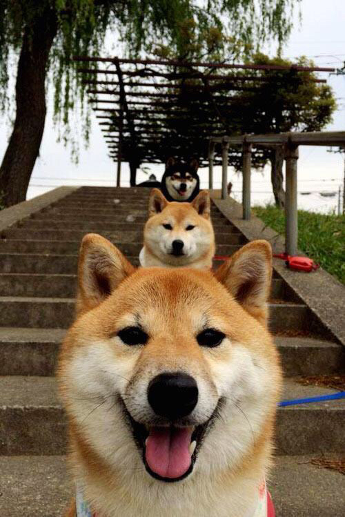 跳水世界杯:完美入水引来掌声无数,跳水世界杯比赛