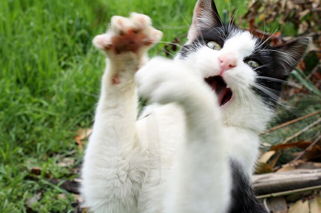 开云平台-KPL赛季赛程安排详解，kpl2020年赛程