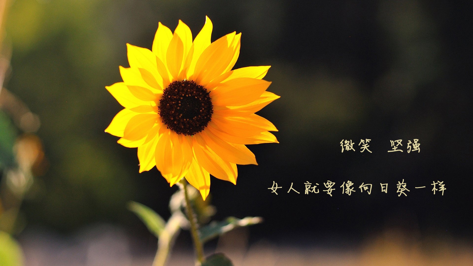 世界象棋联合会主席霍震霆:用象棋讲好中国故事,世界象棋比赛视频