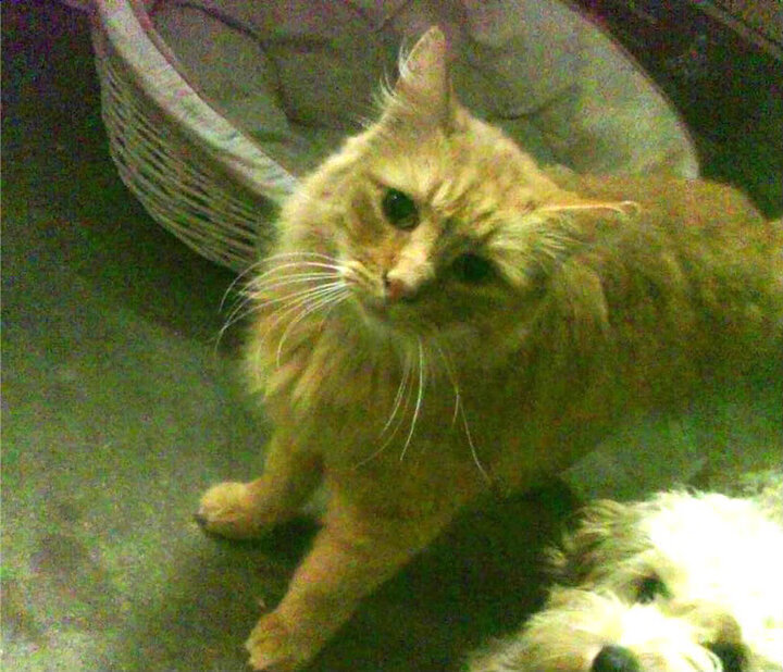 公牛球队关键球员多面手表现抢眼,公牛队的球星有谁__